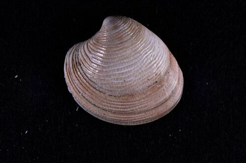 Striped Venus - Photo (c) xavi salvador costa, some rights reserved (CC BY-NC)
