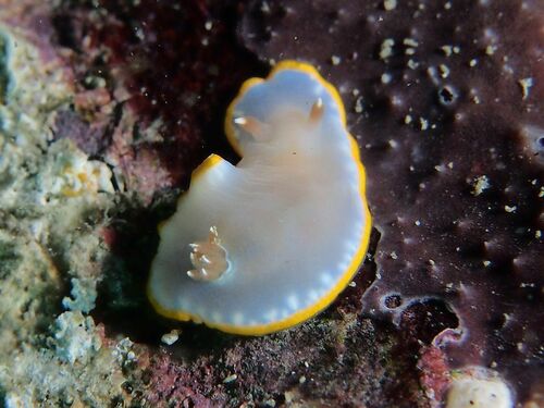 Felimida purpurea - Photo (c) xavi salvador costa, all rights reserved