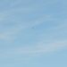 Red-rumped Swallow - Photo (c) Marta, some rights reserved (CC BY-NC), uploaded by Marta