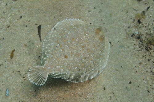 Bothus podas - Photo (c) xavi salvador costa, all rights reserved