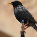 European Starling - Photo (c) Vicenç Roig Vidal, some rights reserved (CC BY-NC), uploaded by Vicenç Roig Vidal