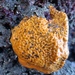 Crumb-of-bread Sponge - Photo (c) Mar Humet Caballero, some rights reserved (CC BY-NC), uploaded by Mar Humet Caballero