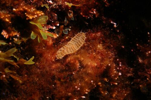 Harmothoe areolata - Photo (c) xavi salvador costa, some rights reserved (CC BY-NC)