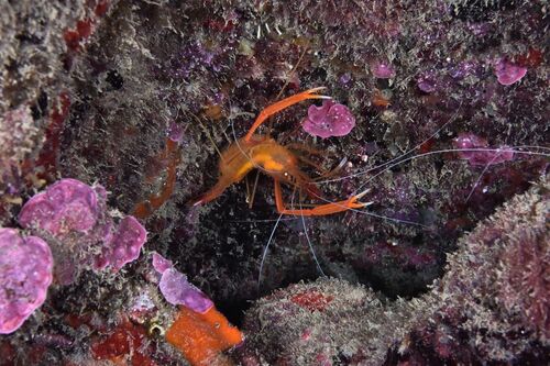 Stenopus spinosus - Photo (c) xavi salvador costa, all rights reserved