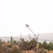 Desert Wheatear - Photo (c) Max Zuna-Kratky Torres, some rights reserved (CC BY-NC), uploaded by Max Zuna-Kratky Torres