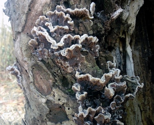 Tripe Fungus - Photo (c) Andrés Valverde Valera, some rights reserved (CC BY-NC)