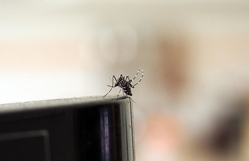 Mosquitoes - Photo (c) Andrés Valverde Valera, some rights reserved (CC BY-NC)
