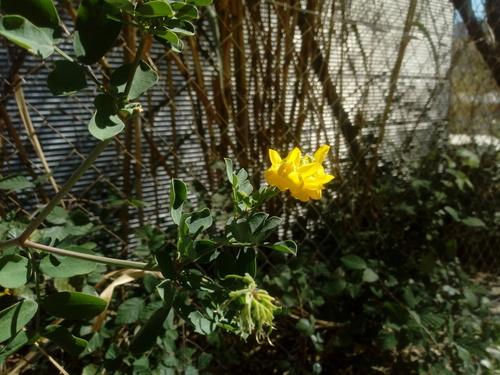 Coronilla valentina glauca - Photo (c) Andrés Valverde Valera, some rights reserved (CC BY-NC)