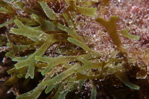 Dictyota - Photo (c) oriol_d, all rights reserved