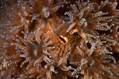 Adna anglica - Photo (c) xavi salvador costa, some rights reserved (CC BY-NC)