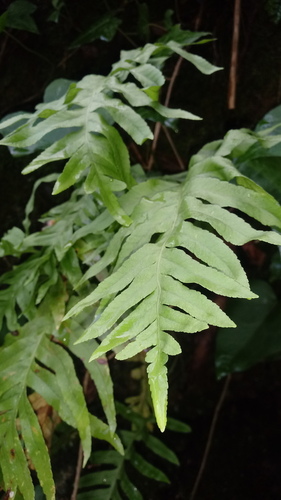 Polypodium - Photo (c) Helena, some rights reserved (CC BY-NC)