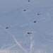 Tadpole Madtom - Photo (c) Jaume Piera, some rights reserved (CC BY-NC), uploaded by Jaume Piera