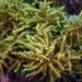 Gongolaria elegans - Photo (c) Miquel Pontes, some rights reserved (CC BY-NC-SA), uploaded by Miquel Pontes