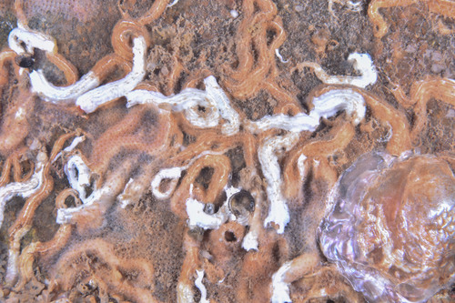 Spirobranchus - Photo (c) xavi salvador costa, all rights reserved