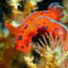 Mollusks - Photo (c) xavi salvador costa, some rights reserved (CC BY-NC), uploaded by xavi salvador costa