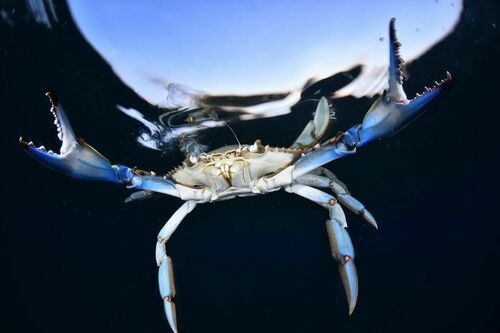 Callinectes sapidus - Photo (c) xavi salvador costa, all rights reserved