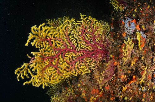 Violescent Sea-Whip - Photo (c) xavi salvador costa, some rights reserved (CC BY-NC)