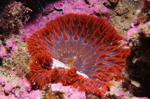 Daisy Anemone - Photo (c) xavi salvador costa, some rights reserved (CC BY-NC)