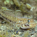 Slender Goby - Photo (c) David Marco, some rights reserved (CC BY-NC), uploaded by David Marco