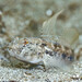 Black Goby - Photo (c) David Marco, some rights reserved (CC BY-NC), uploaded by David Marco