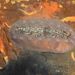 Acanthochitona fascicularis - Photo (c) xavi salvador costa, some rights reserved (CC BY-NC), uploaded by xavi salvador costa