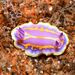 Harlequin Sea Goddess - Photo (c) xavi salvador costa, some rights reserved (CC BY-NC), uploaded by xavi salvador costa