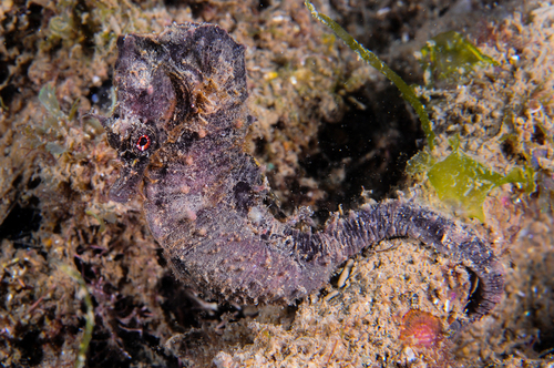 Bigbelly Seahorse - Photo (c) xavi salvador costa, some rights reserved (CC BY-NC)