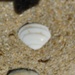 Elliptical Trough Shell - Photo (c) Berta Companys, some rights reserved (CC BY-NC), uploaded by Berta Companys