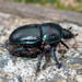 Common Dor Beetle - Photo (c) jmturon, some rights reserved (CC BY-NC)