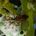 Heteroptera - Photo (c) jmturon, some rights reserved (CC BY-NC)