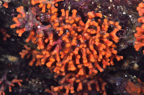 Myriapora truncata - Photo (c) xavi salvador costa, all rights reserved