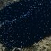 Holothuria - Photo (c) xavi salvador costa, some rights reserved (CC BY-NC), uploaded by xavi salvador costa