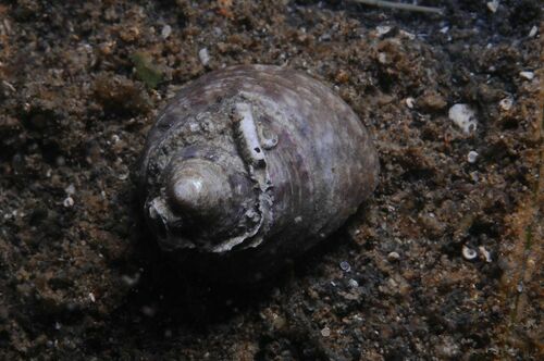 Gibbula umbilicalis - Photo (c) xavi salvador costa, all rights reserved