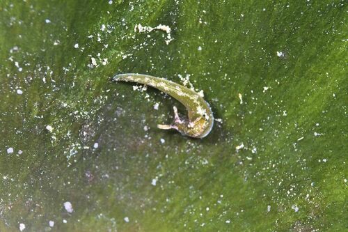 Sap-sucking Slug - Photo (c) xavi salvador costa, some rights reserved (CC BY-NC)