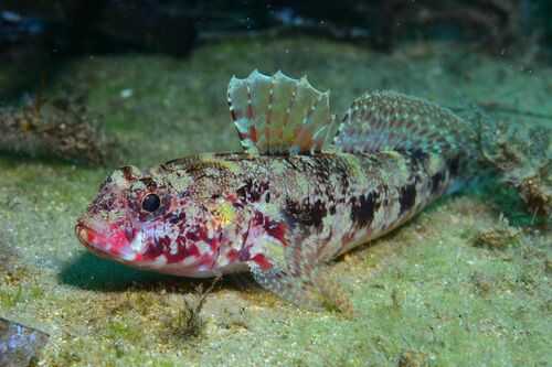 Red-mouthed Goby - Photo (c) xavi salvador costa, some rights reserved (CC BY-NC)