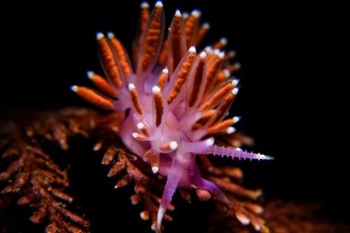 Paraflabellina ischitana - Photo (c) xavi salvador costa, some rights reserved (CC BY-NC)