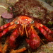 Red Hermit Crab - Photo (c) FECDAS MEDI AMBIENT, some rights reserved (CC BY-NC), uploaded by FECDAS MEDI AMBIENT