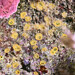 Sulphur Boring Sponge - Photo (c) David Marco, some rights reserved (CC BY-NC), uploaded by David Marco
