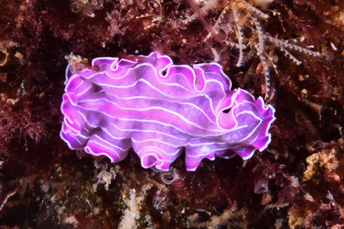 Prostheceraeus roseus - Photo (c) xavi salvador costa, all rights reserved