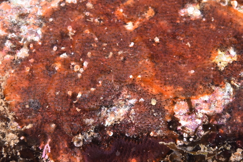 Watersipora - Photo (c) xavi salvador costa, some rights reserved (CC BY-NC)