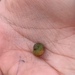 Rough Periwinkle - Photo (c) Mar Humet Caballero, some rights reserved (CC BY-NC), uploaded by Mar Humet Caballero