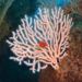 Pink Sea Fan - Photo (c) xavi salvador costa, some rights reserved (CC BY-NC), uploaded by xavi salvador costa