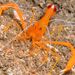 Coral Shrimps - Photo (c) xavi salvador costa, some rights reserved (CC BY-NC), uploaded by xavi salvador costa