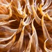 Couch's Trumpet Anemone - Photo (c) Lisa DC, some rights reserved (CC BY), uploaded by Lisa DC