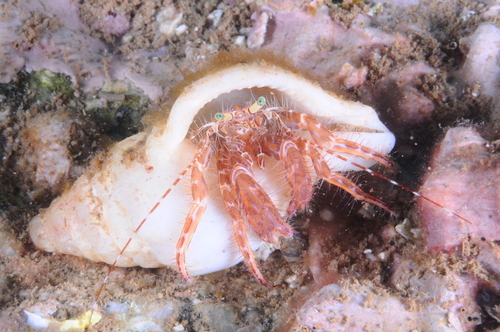 Striped Hermit Crab - Photo (c) xavi salvador costa, some rights reserved (CC BY-NC)