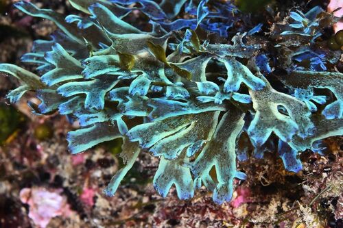Dictyota cyanoloma - Photo (c) xavi salvador costa, some rights reserved (CC BY-NC)