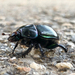 Common Dor Beetle - Photo (c) jmturon, some rights reserved (CC BY-NC)