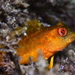 Ray-finned Fishes - Photo (c) Lisa DC, some rights reserved (CC BY), uploaded by Lisa DC