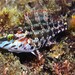 Five-spotted Wrasse - Photo (c) Lisa DC, some rights reserved (CC BY), uploaded by Lisa DC