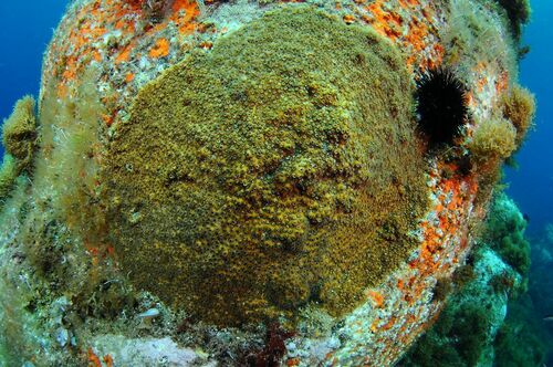 Oculina patagonica - Photo (c) xavi salvador costa, some rights reserved (CC BY-NC)
